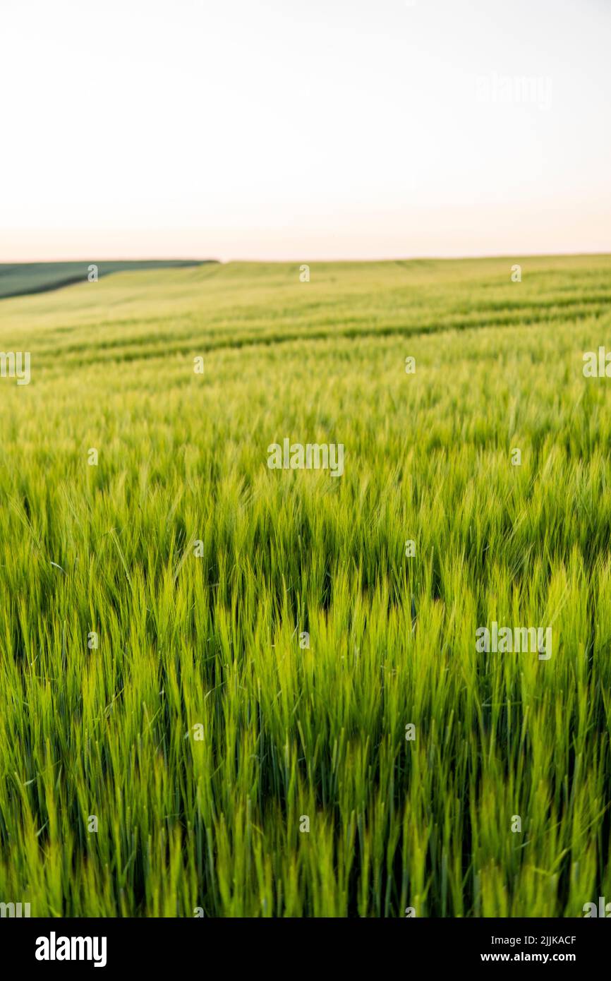 Grünes Gerstenfeld im Frühjahr. Erstaunliche ländliche Landschaft. Sonne über Feldern von reifender Gerste. Stockfoto