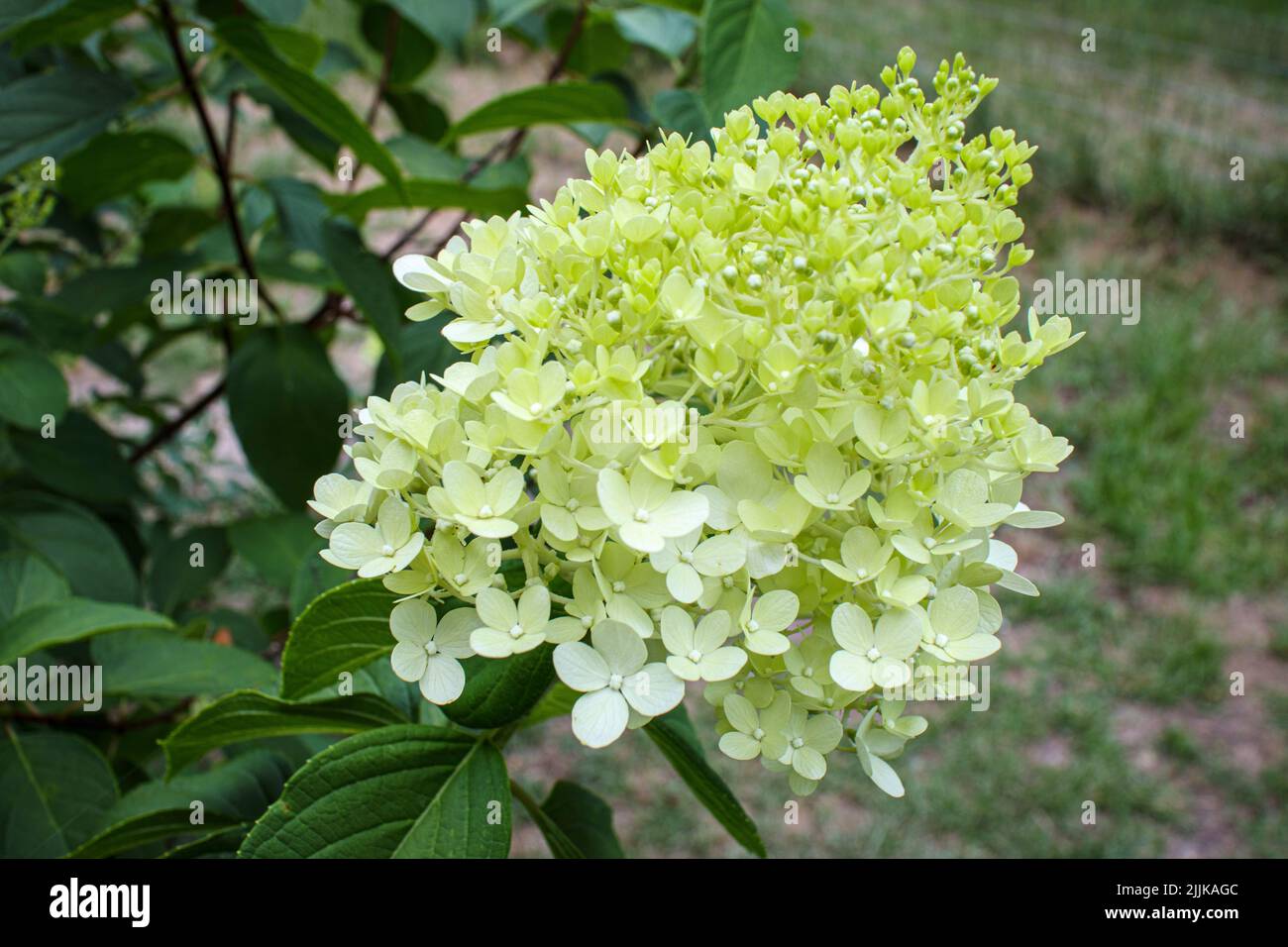 Weiße Hortensia paniculata wächst in einem Garten Stockfoto