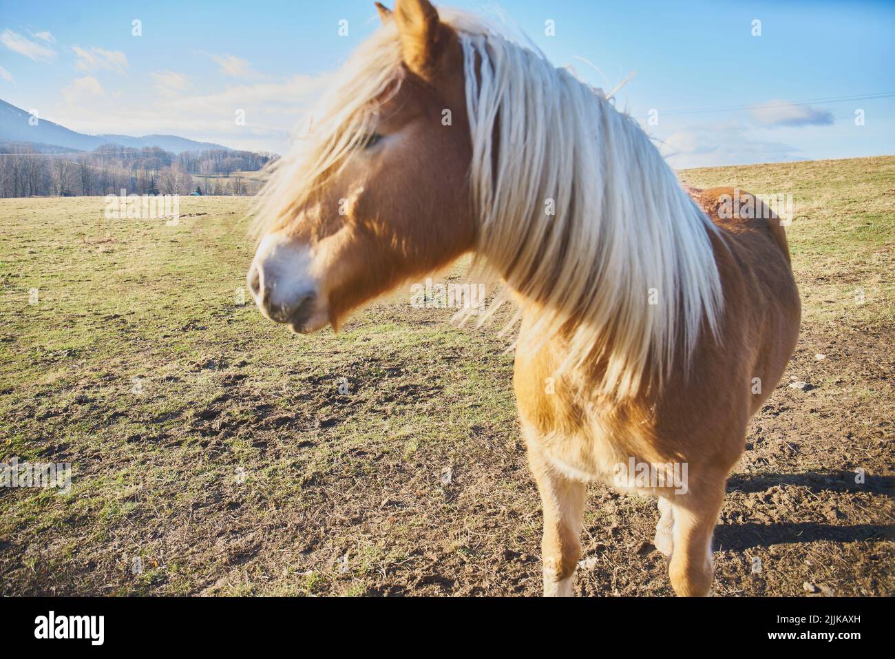 Außenaufnahme des Pferdekopfes aus der Nähe Stockfoto