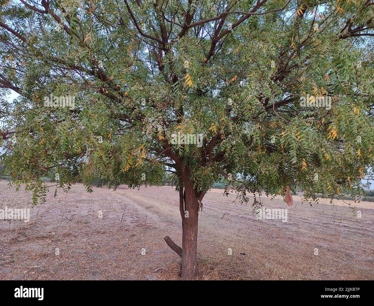 Ein Blick auf einen Neembaum in seiner vollen Blüte, der draußen in einem Ebenen Gebiet mit ausgebreiteten Ästen wächst Stockfoto