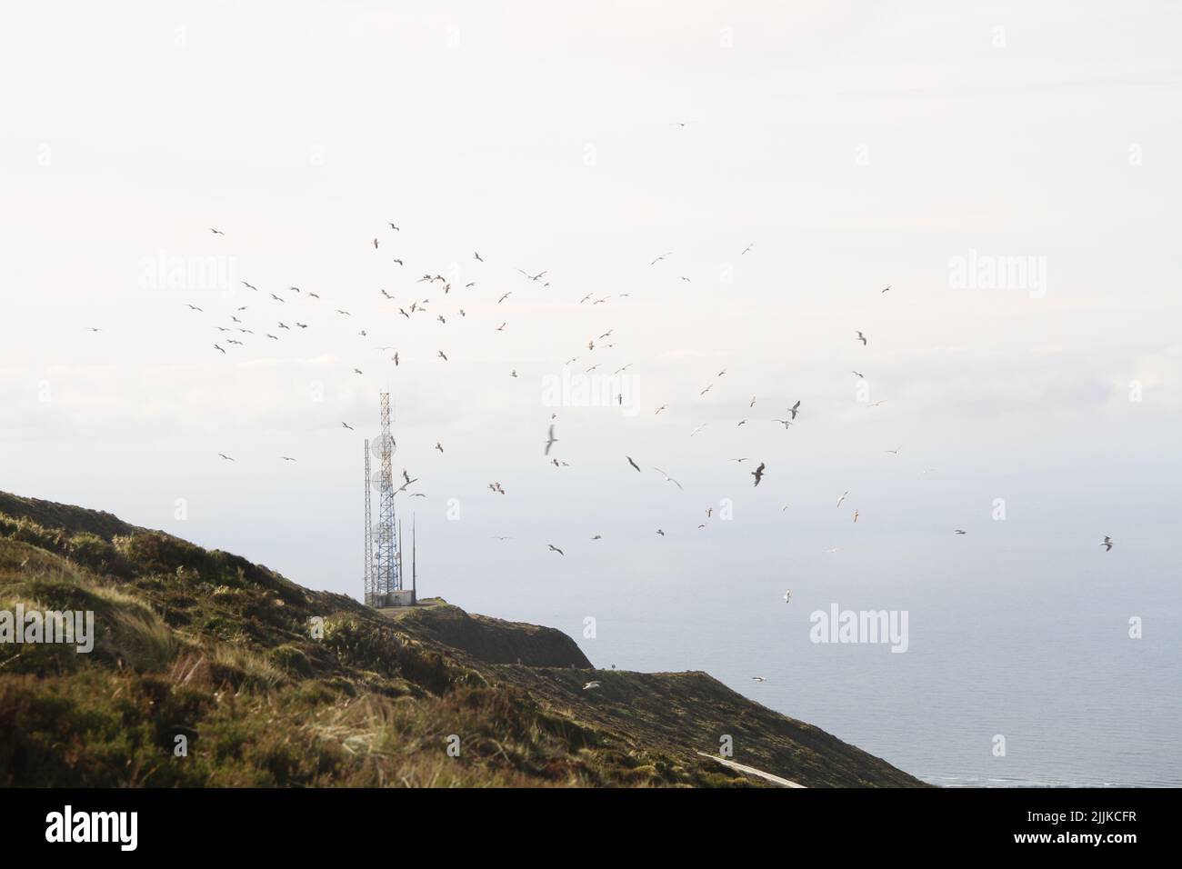 Eine Vogelschar auf dem Meer Stockfoto