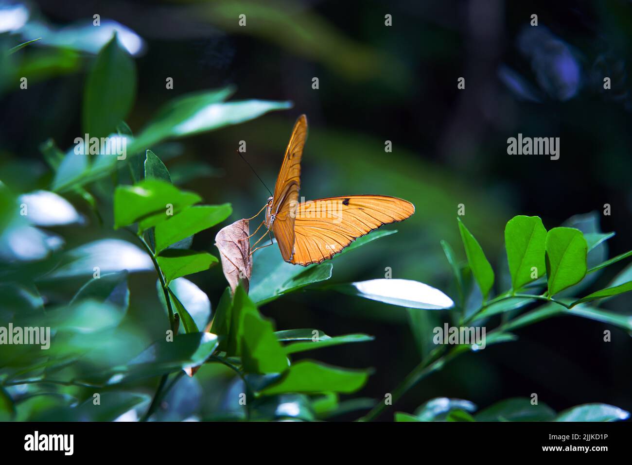 Ein Dryas iulia-Schmetterling thront auf einer grünen Blattpflanze Stockfoto