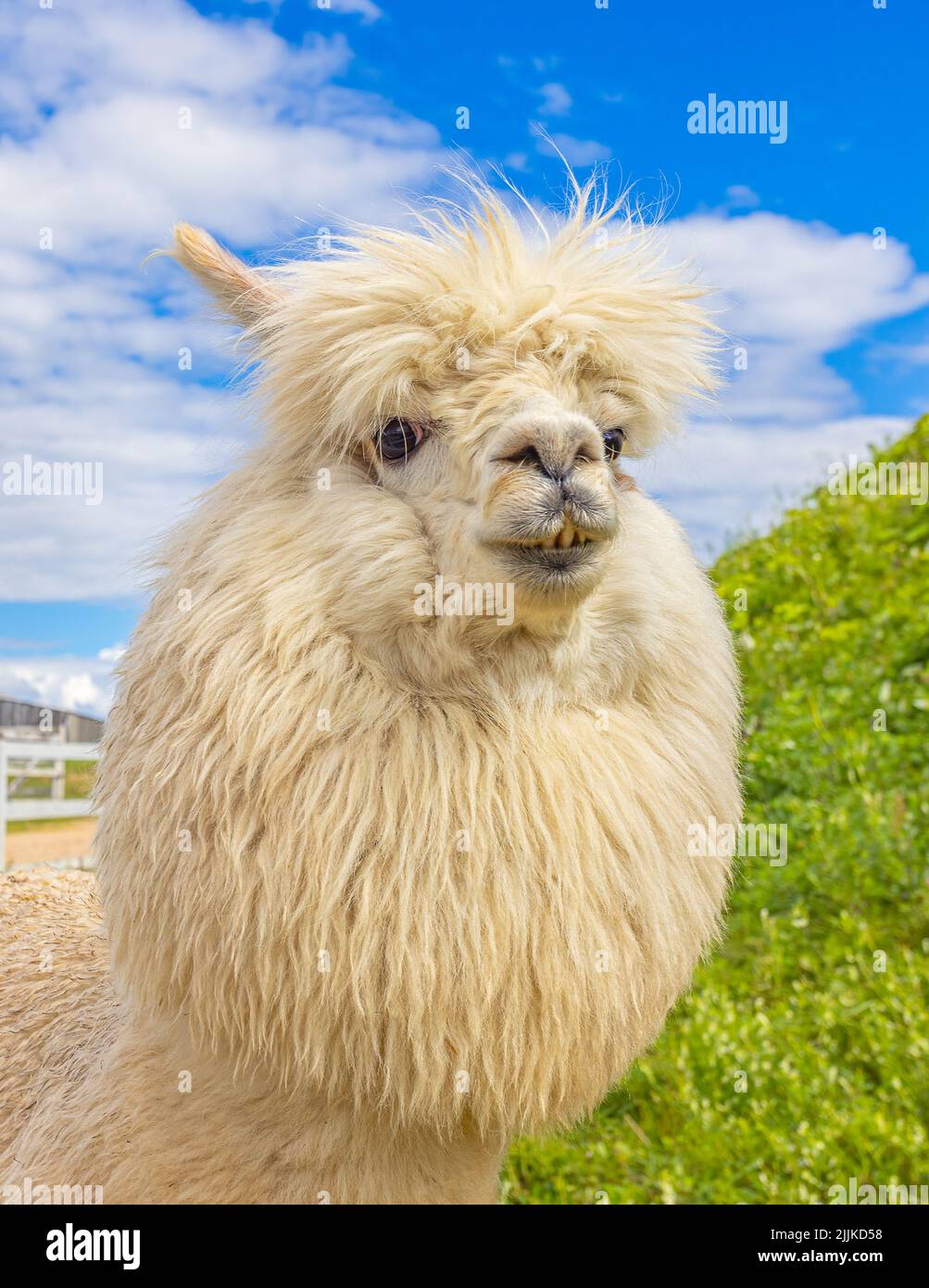 Lustiger Lama an einem sonnigen Tag, Portrait des Lama Stockfoto