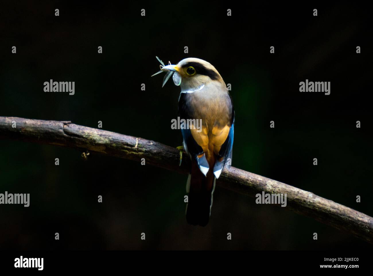 Ein silberreihiger Sendebird, der auf einem Ast thront Stockfoto