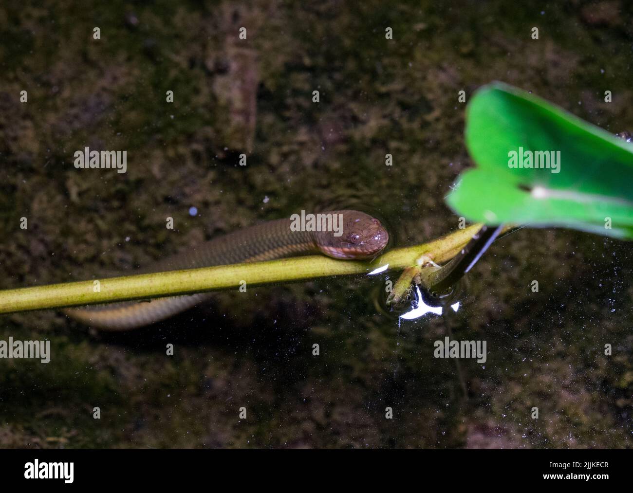Eine Nahaufnahme einer Wasserschlange, die in einem See lauert, um Luft zu holen Stockfoto