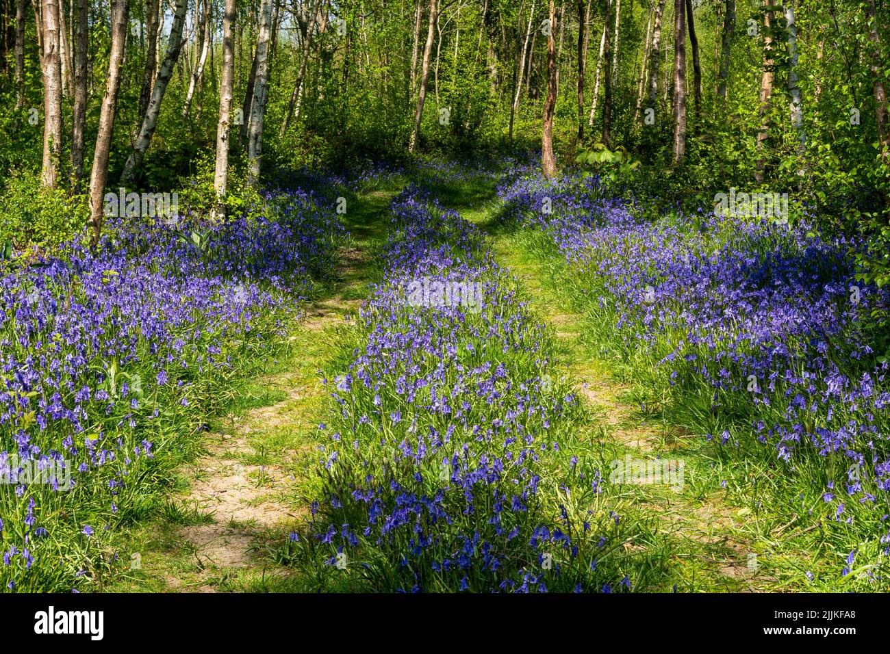 Bluebells in Wäldern in East Sussex, England. Hyacinthoides non-scripta Stockfoto