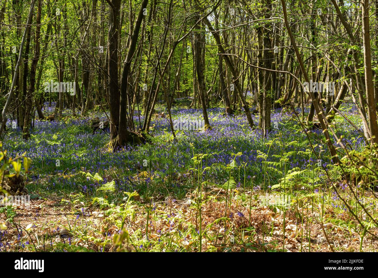 Bluebells in Wäldern in East Sussex, England. Hyacinthoides non-scripta Stockfoto