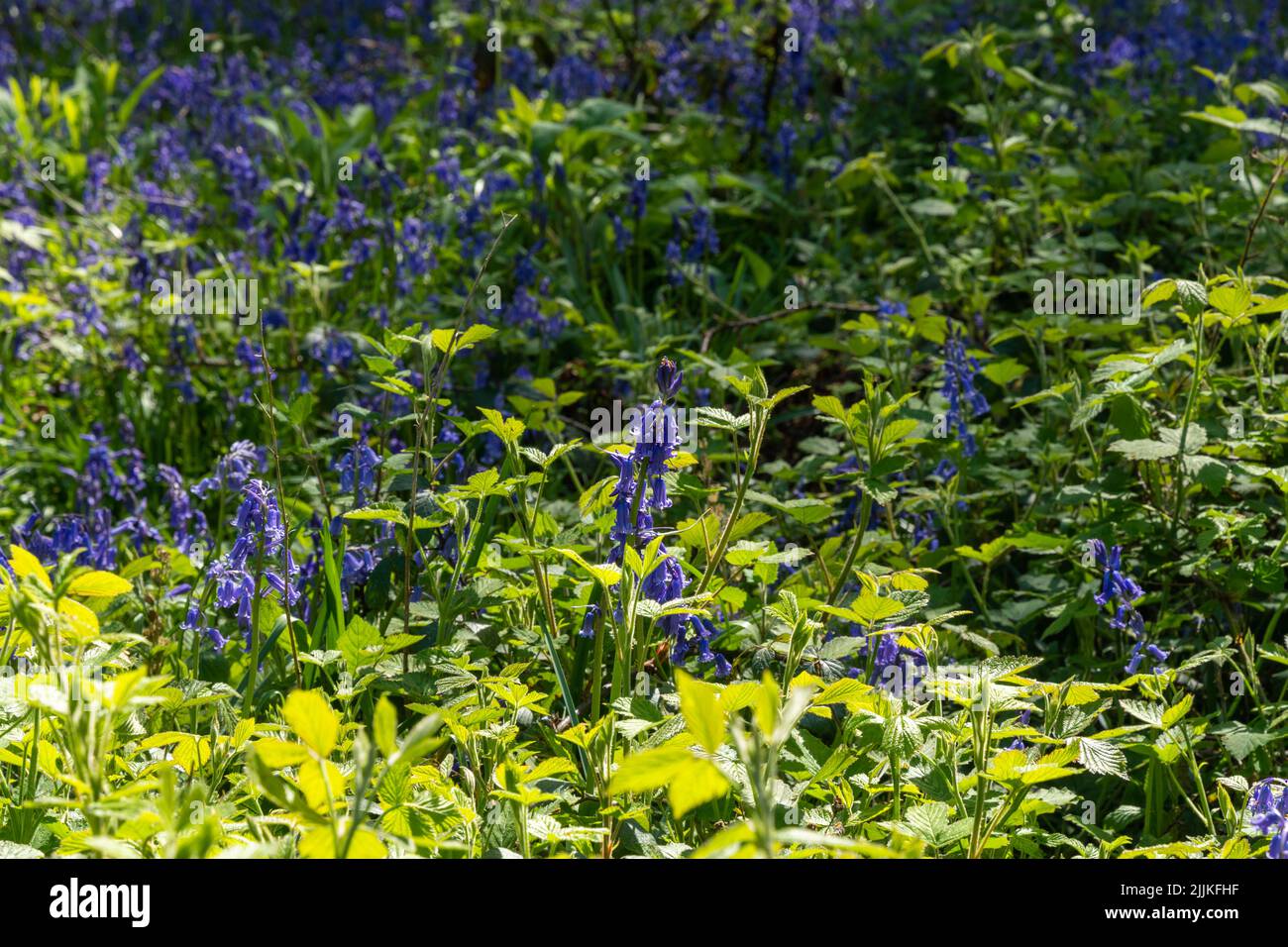 Bluebells in Wäldern in East Sussex, England. Hyacinthoides non-scripta Stockfoto