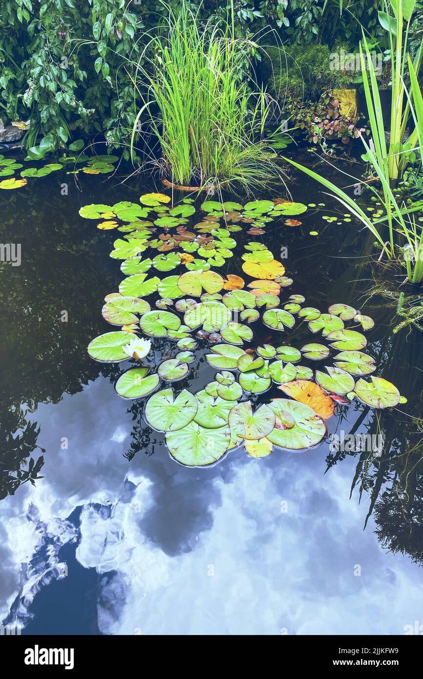 Natürliche Teichlandschaft mit Wasserpflanzen und Seerosen. Lotus im grünen Garten. Ästhetischer Reiz. Stockfoto