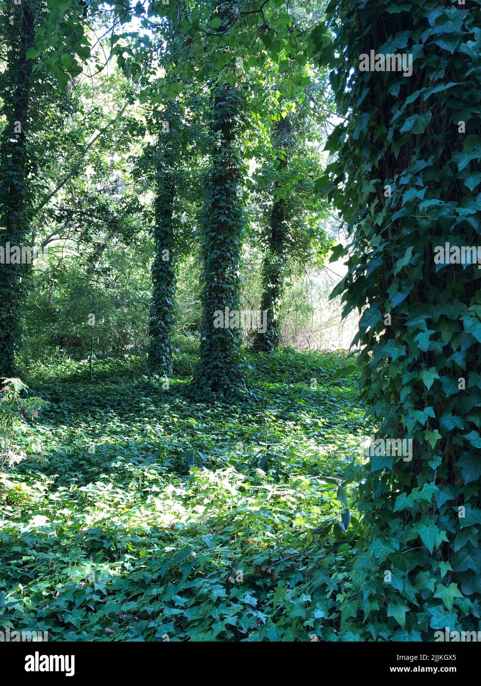 Eine vertikale Aufnahme von Bäumen, die mit kletternden grünen Blättern in einem Wald im Sonnenlicht bedeckt sind Stockfoto