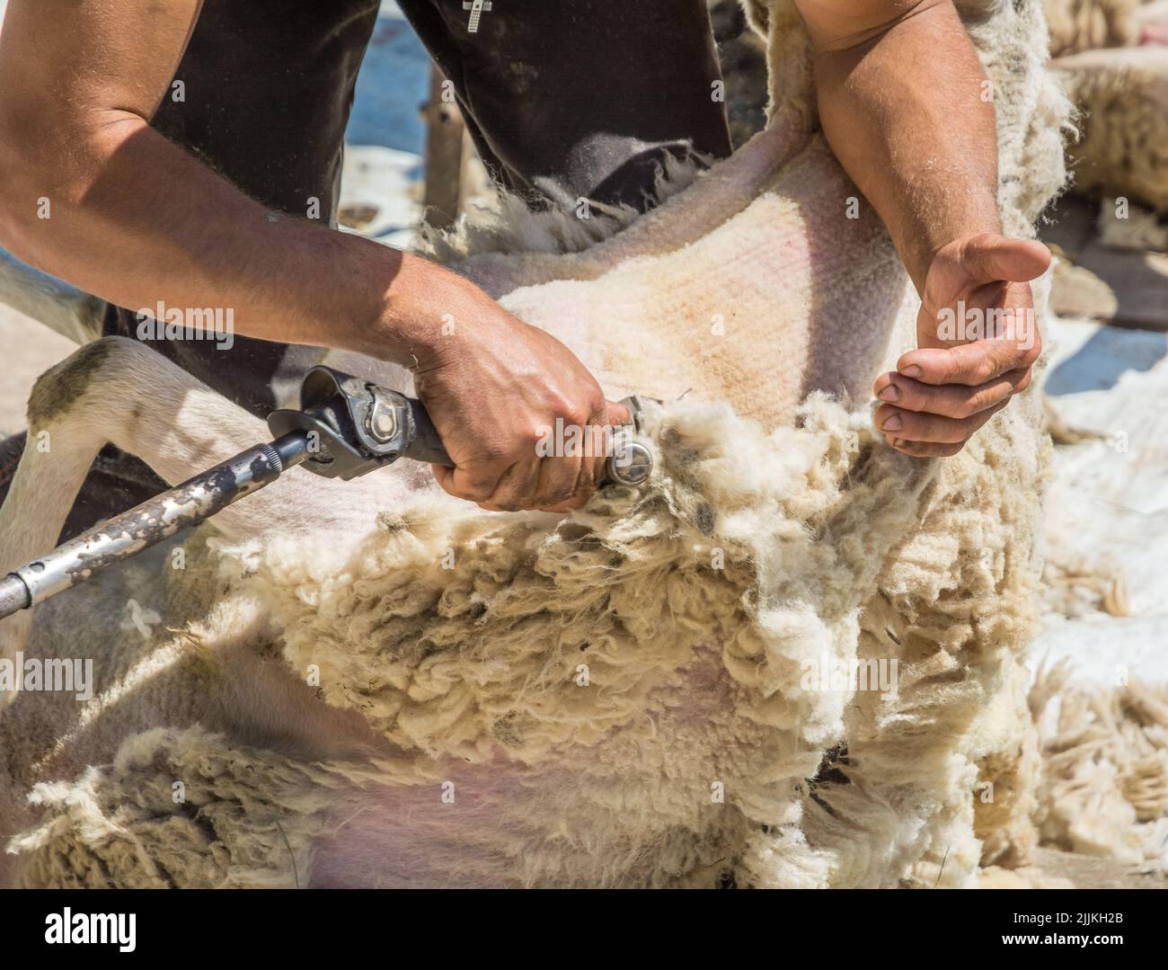 Mann verwenden Clippers, um Schaffloeces bei einem Schaf scheren Scheren Scheren. Schafe scheren im Frühjahr Stockfoto