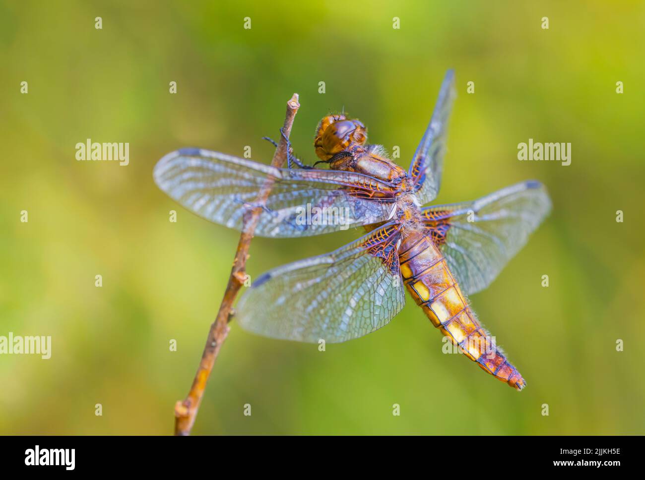 Nahaufnahme einer weiblichen, breitkörperigen Chaser-Libelle. Wissenschaftlicher Name Libellula depressa in voller Sonne, ruht auf einem Barsch Stockfoto