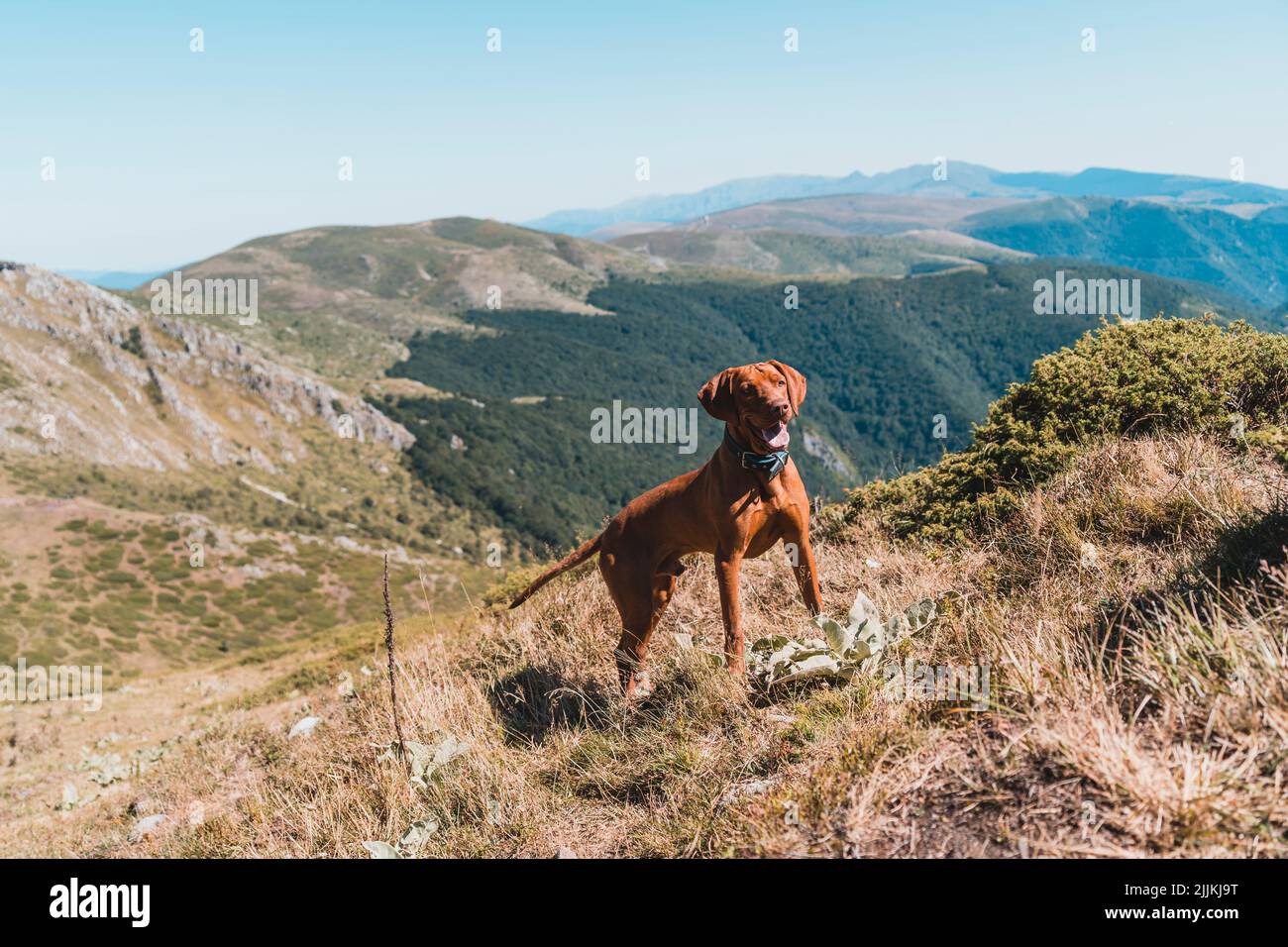 Der Vizsla Hund am Hang vor dem Hintergrund des Hochlandes und des Himmels. Stockfoto