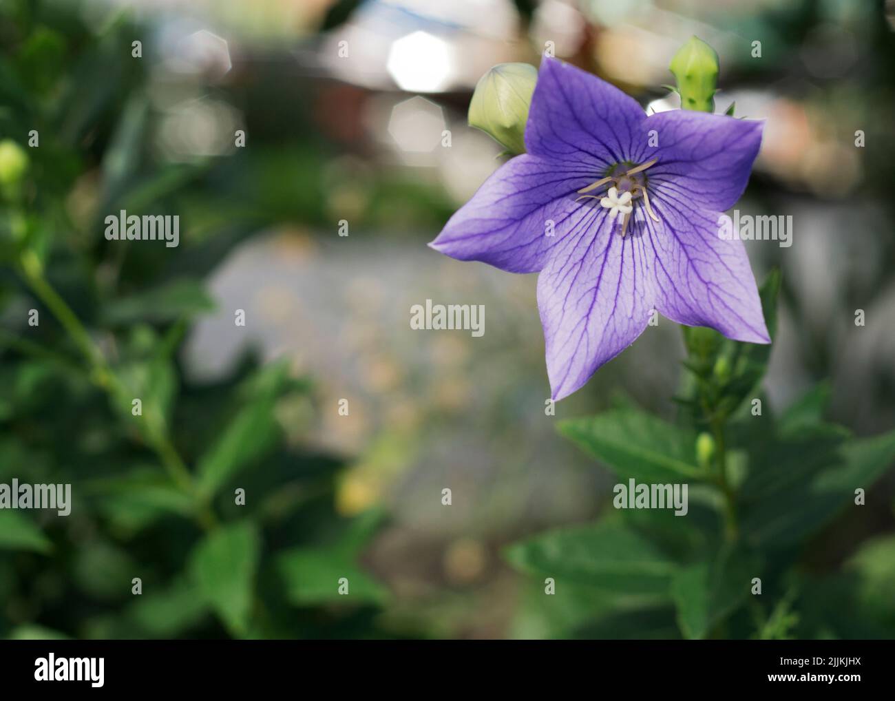 Nahaufnahme der violetten Campanula Medium, auch bekannt als Canterbury Bells Flowers. Stockfoto