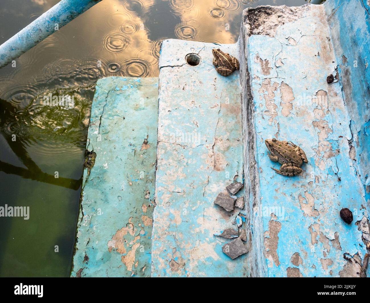 Frösche auf den Stufen des schäbigen Außenpools am Sommerabend Stockfoto
