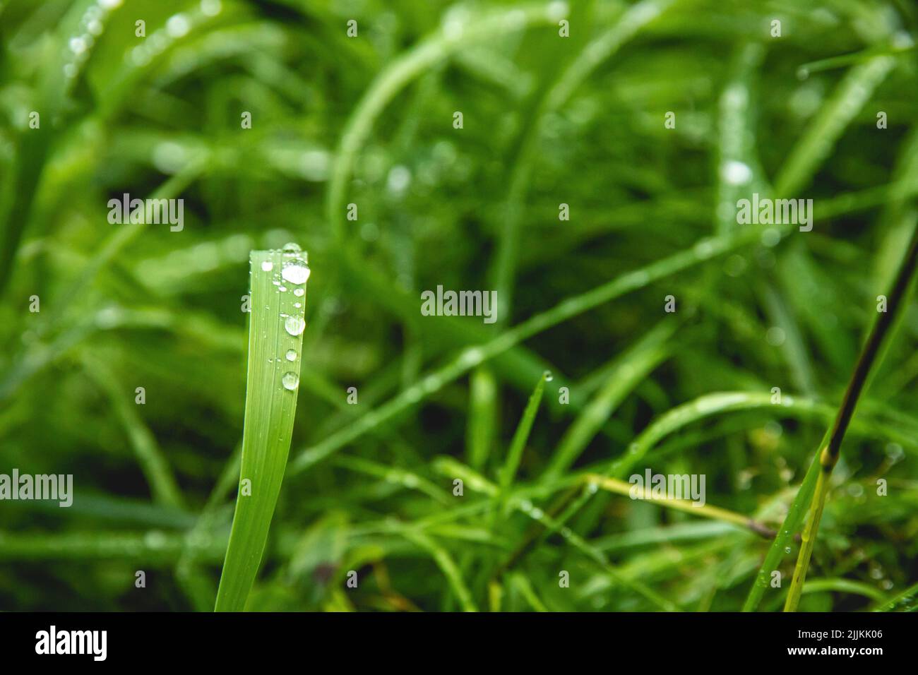 Eine Nahaufnahme des frischen grünen Grases mit Wassertropfen. Stockfoto