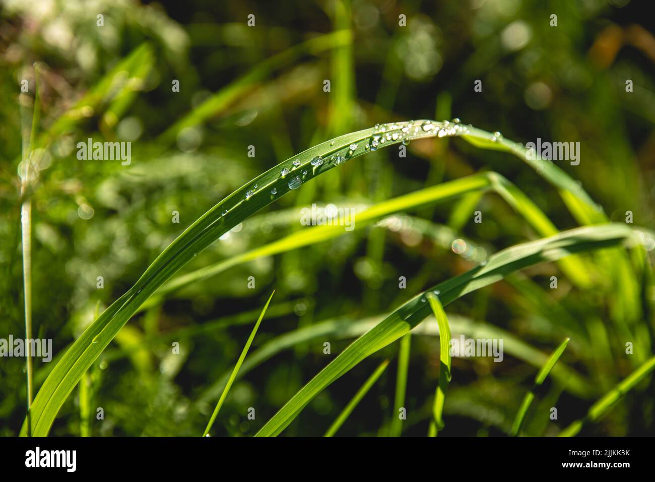 Eine Nahaufnahme des frischen grünen Grases mit Wassertropfen. Stockfoto