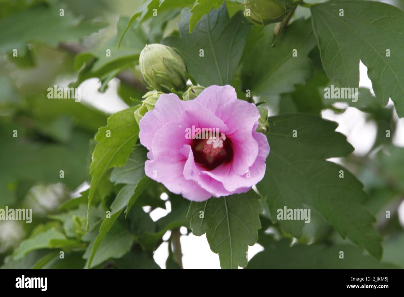 Die Nahaufnahme einer reinen Hibiscus syriacus Blume Stockfoto