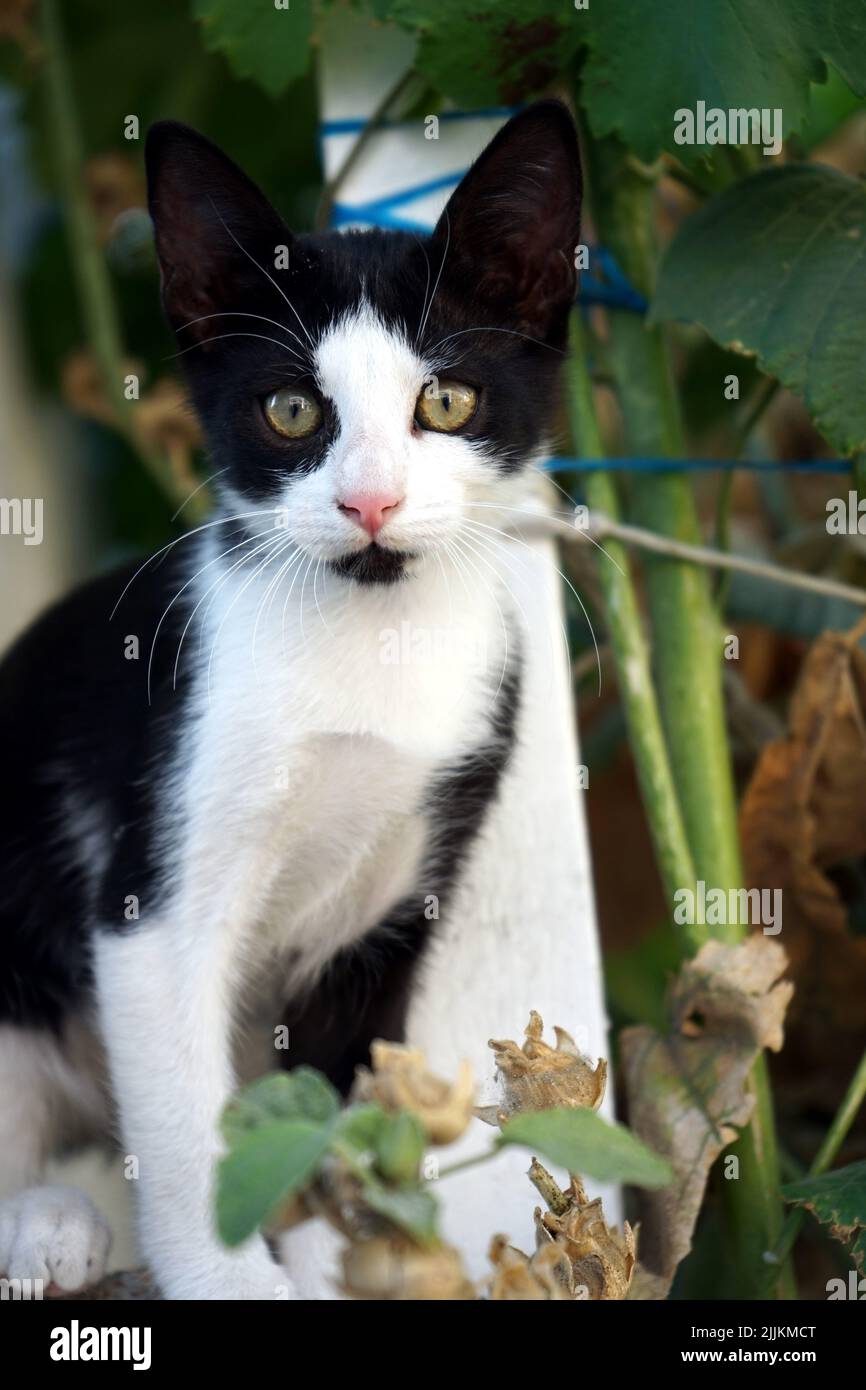 Eine vertikale Aufnahme einer schwarz-weißen Katze, die mit ihren grünen Augen starrt Stockfoto