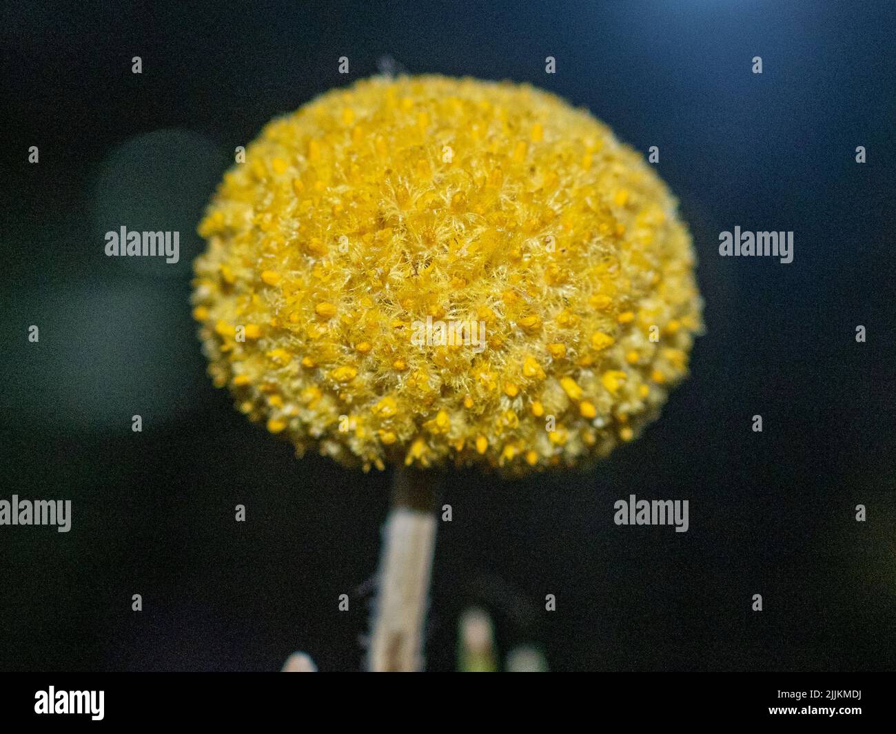 Eine selektive Fokusaufnahme einer Craspedia-Globosa-Blume Stockfoto