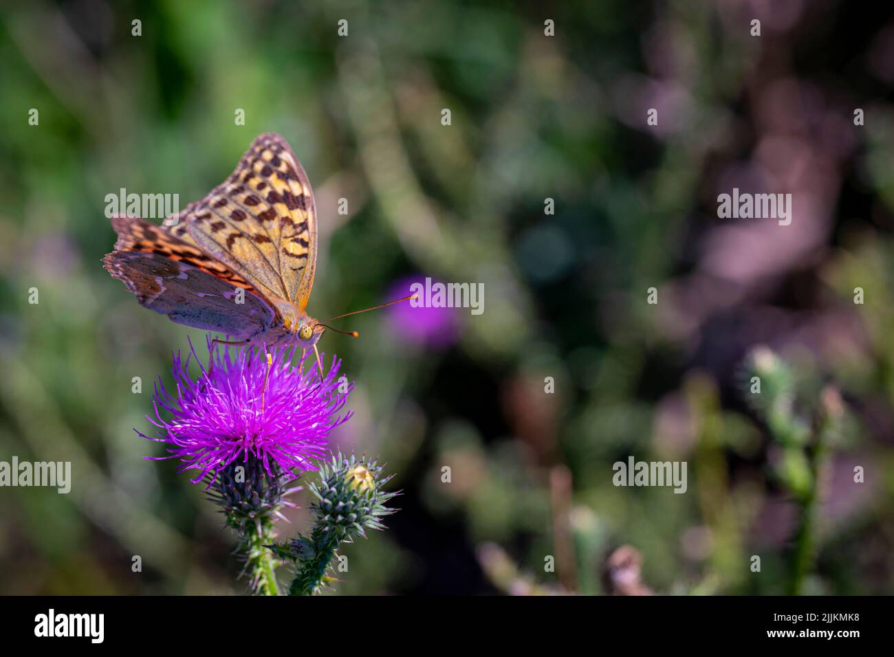 Ein dunkelgrüner Fritillarschmetterling, der auf einer violetten Distelblüte auf einem verschwommenen grünen Hintergrund steht Stockfoto