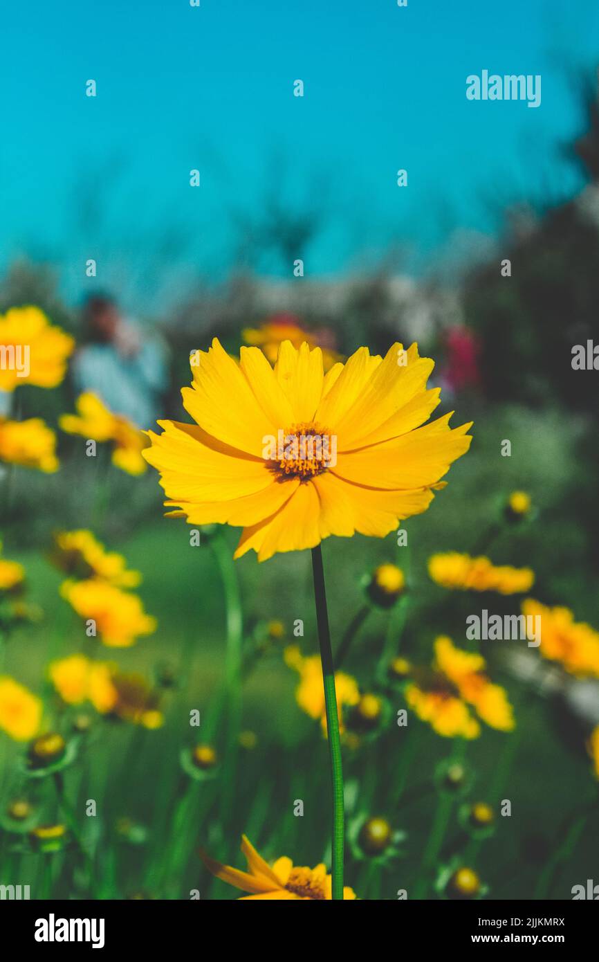 Eine Nahaufnahme einer schönen gelben Blume, die an einem sonnigen Tag auf einem Feld wächst Stockfoto
