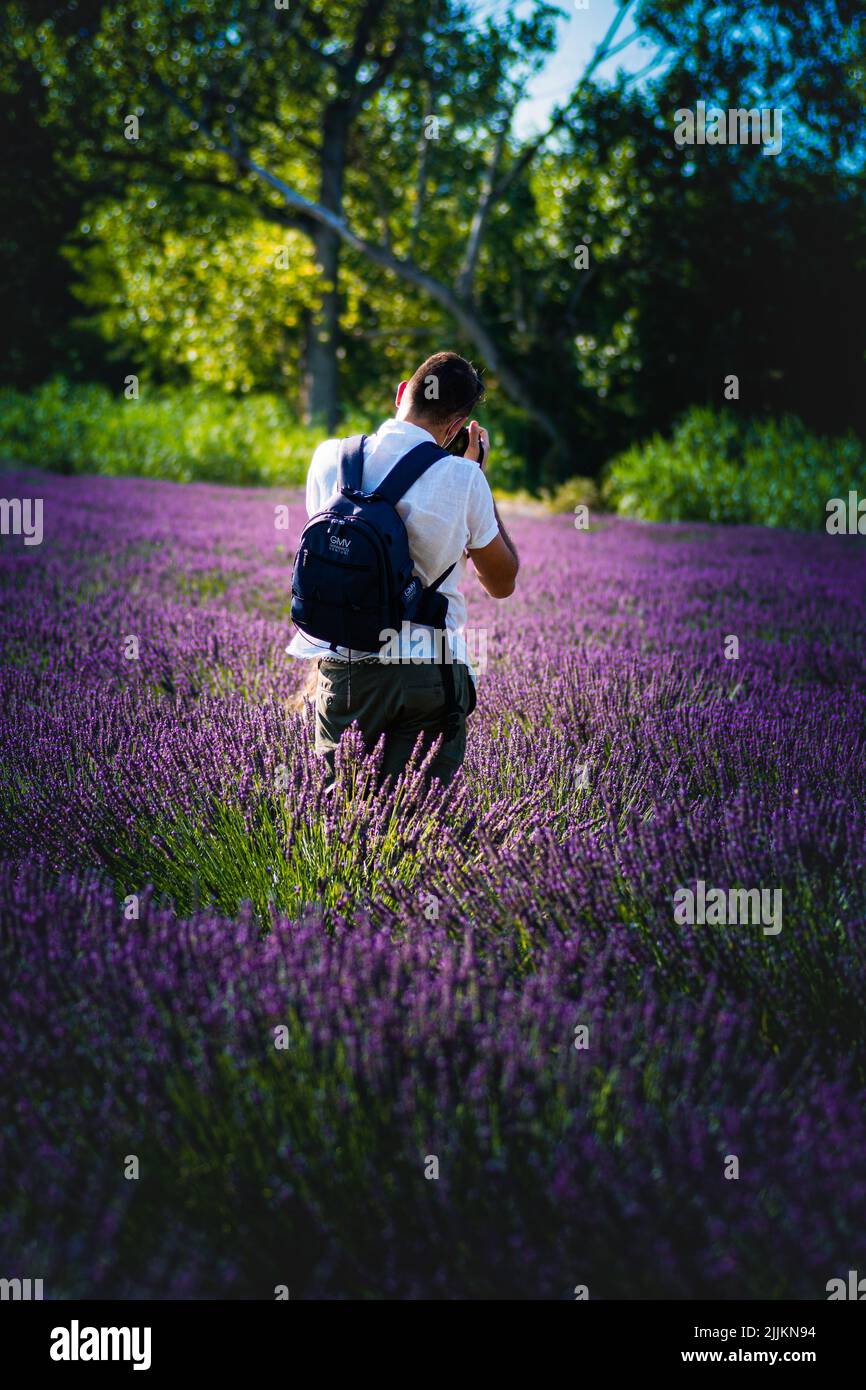 Ein Mann, der steht und die wunderschöne Aussicht auf das lila Lavendelfeld fotografiert Stockfoto