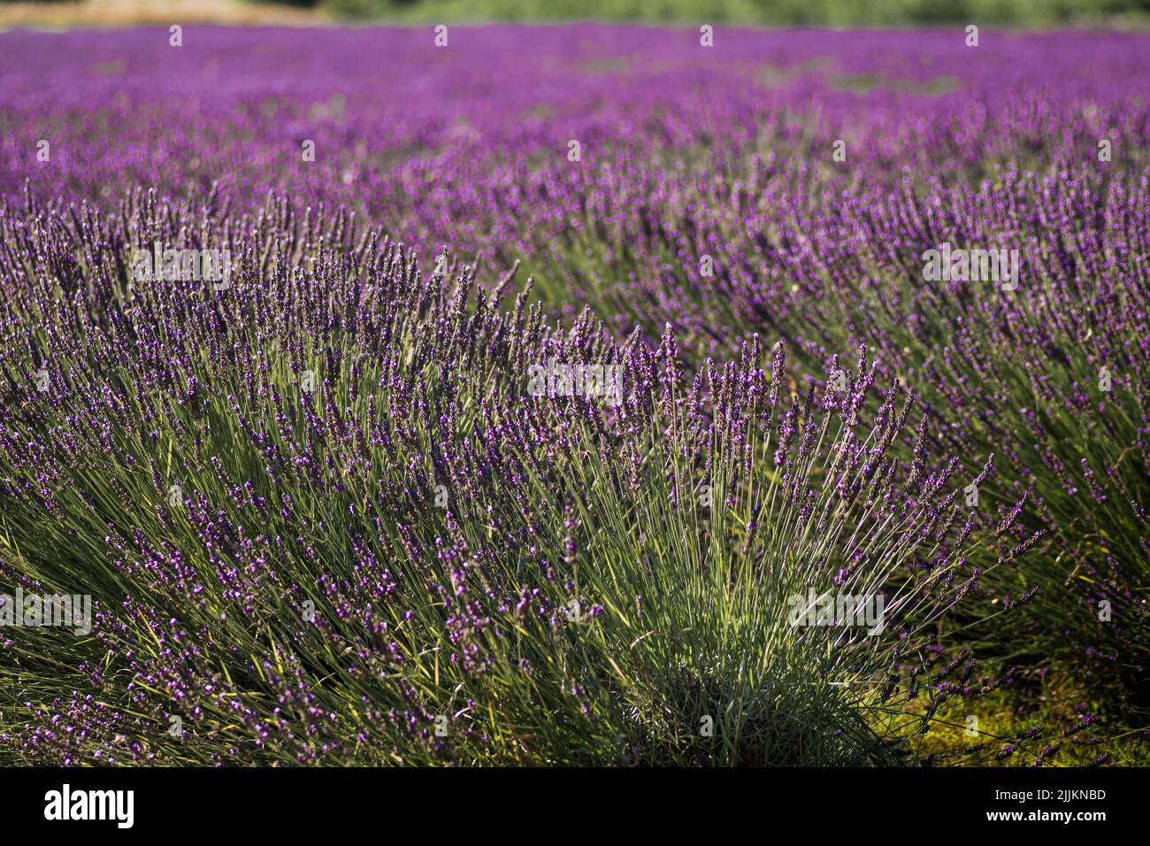 Die schöne Aussicht auf Lavendel lila Feld Stockfoto