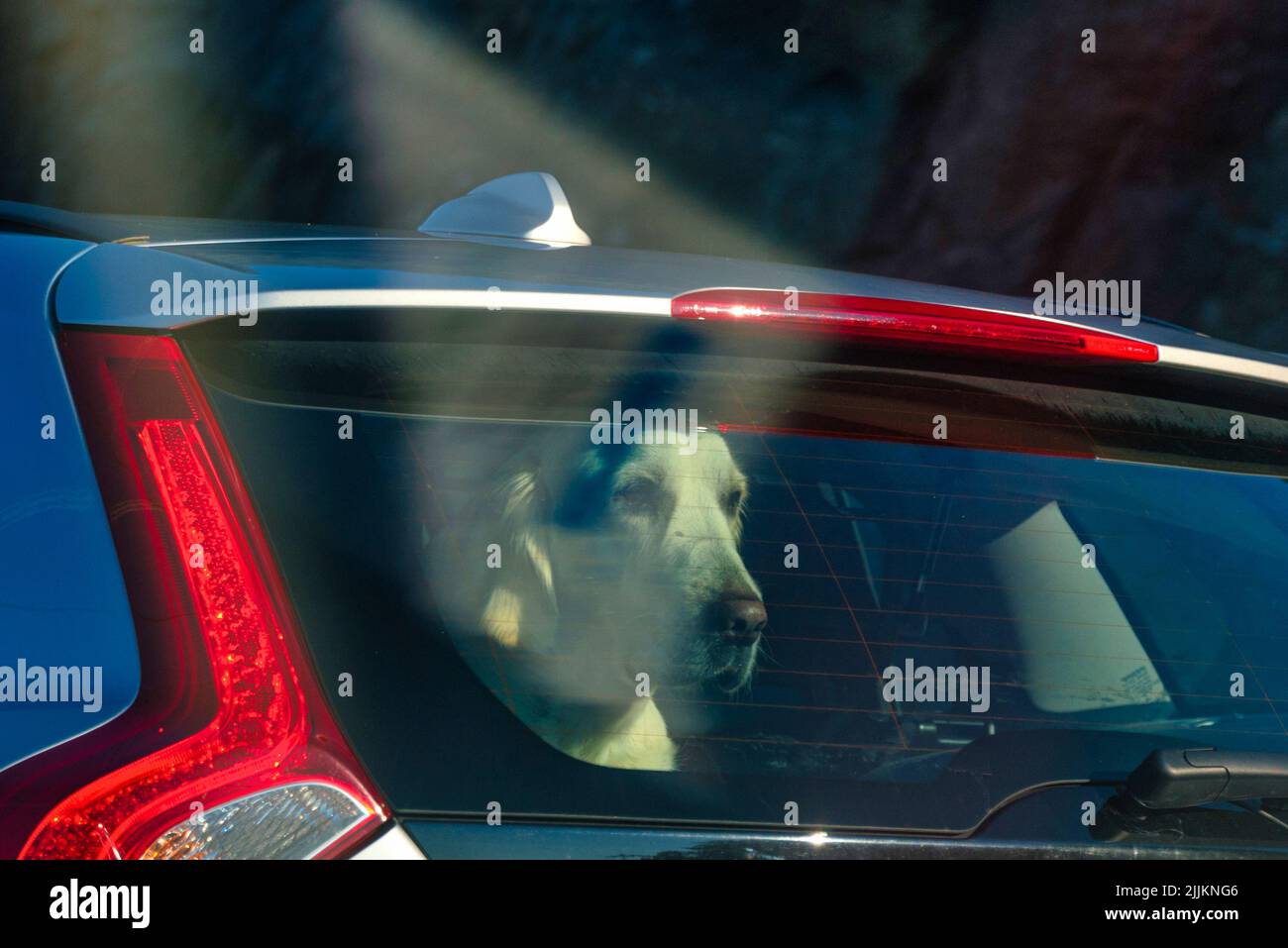 Ein Hund auf dem Rücksitz des Autos Stockfoto