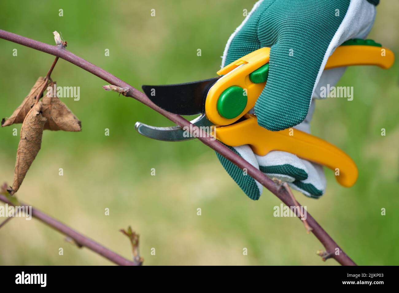 Frühling beschneiden den Busch. Hände des Gärtners in Handschuhen mit Schere Stockfoto