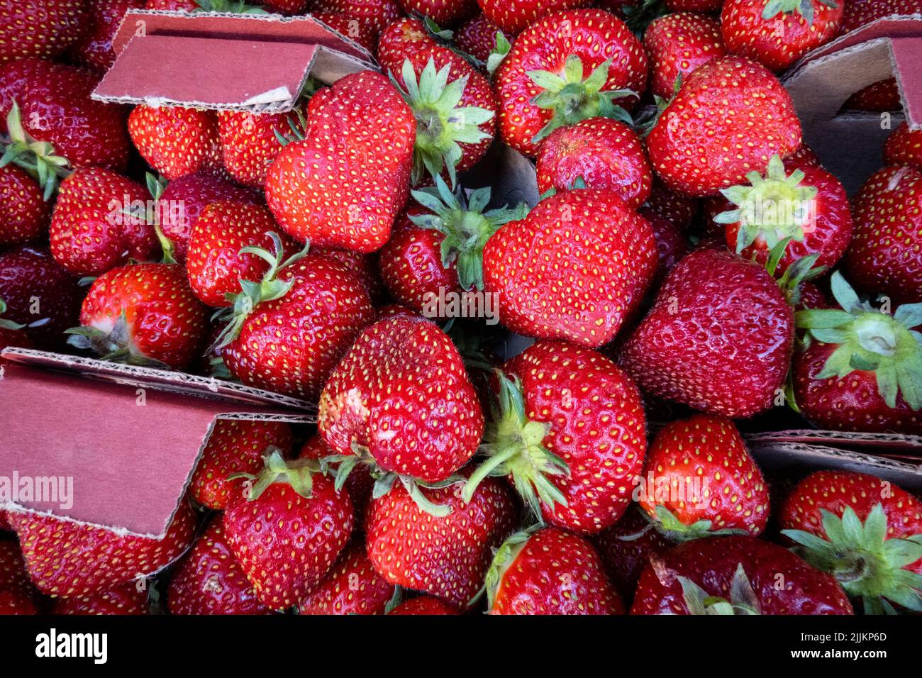 Auf dem Lebensmittelmarkt werden frische Erdbeeren angebaut Stockfoto