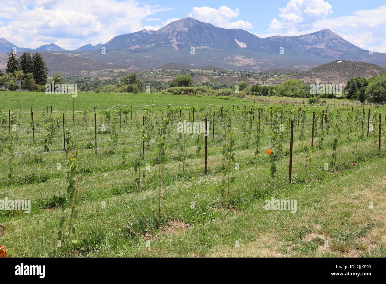 Eine malerische Landschaft mit einem Weinberg und einem Berg im Hintergrund in Paonia, Colorado, USA Stockfoto