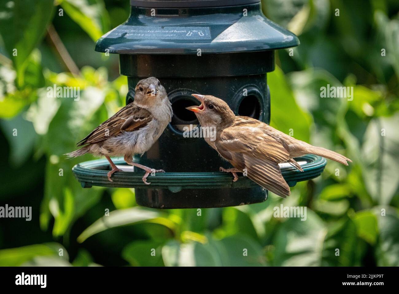Weibliche Hausfinken füttern ihr Küken an einem Gartenvogelfütterungssystem. Stockfoto