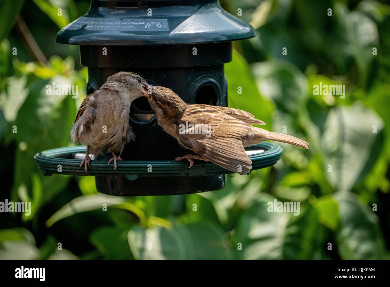 Weibliche Hausfinken füttern ihr Küken an einem Gartenvogelfütterungssystem. Stockfoto