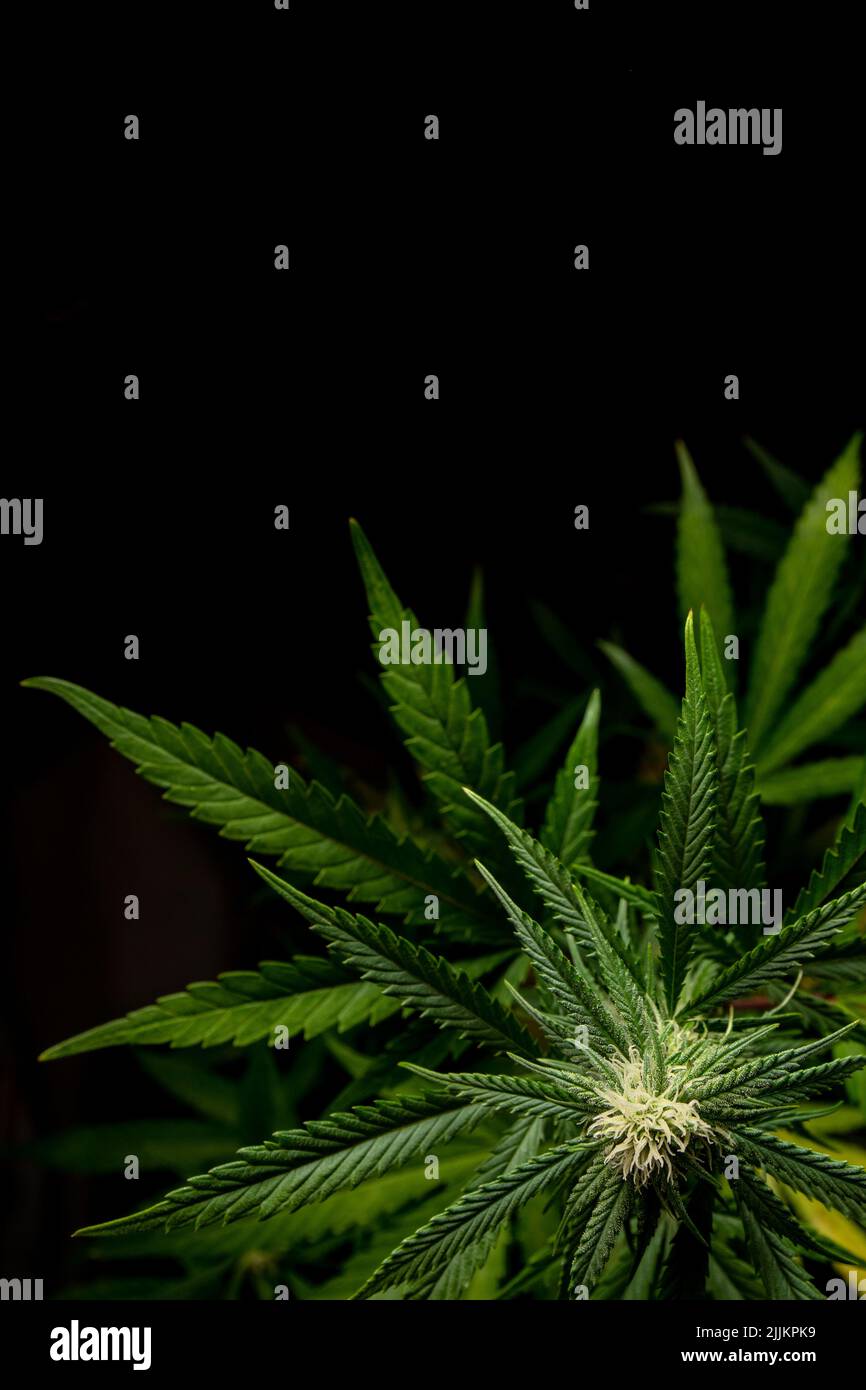 Vertikaler Marihuana-Hintergrund mit schwarzem Kopierraum oben Stockfoto