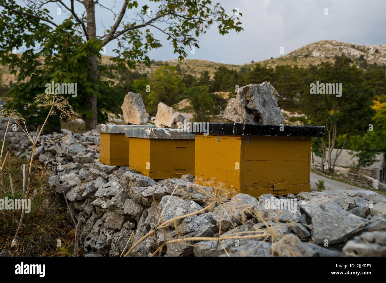 Blick auf drei gelbe Bienenstöchter auf dem Berg Biokovo in Kroatien Stockfoto