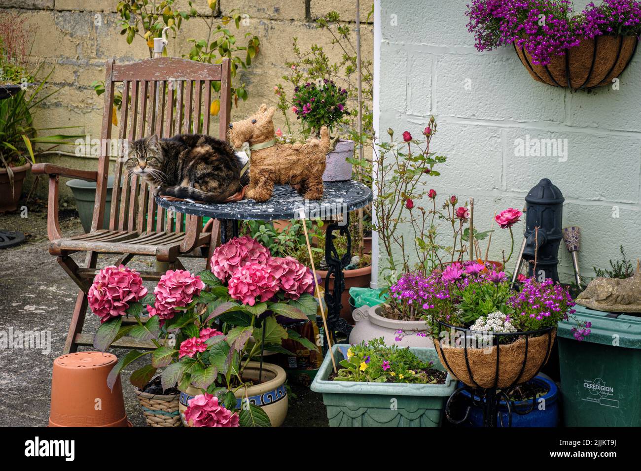 Eine Katze, die auf einem Tisch in einem hübschen Garten sitzt, umgeben von Topfpflanzen, Tregaron, Ceredigion, Wales Stockfoto