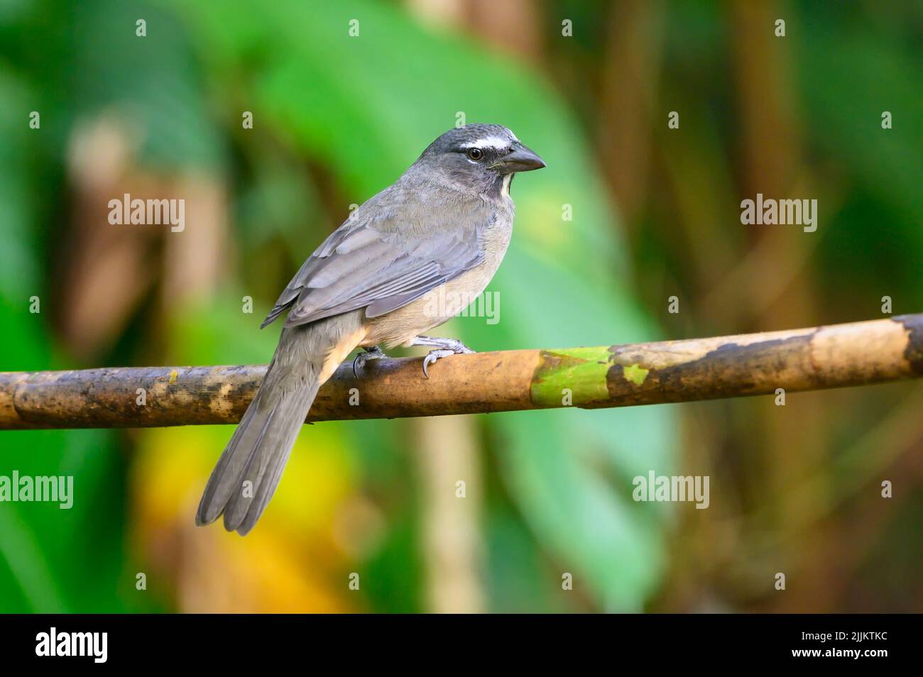 Grauer Saltator (Saltator coerulescens), der auf einer Zweigstelle in Costa Rica thront. Stockfoto