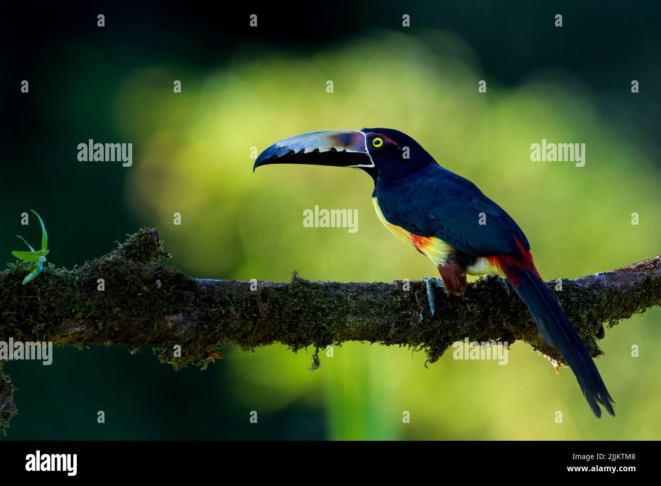 Colmared aracari (Pteroglossus torquatus) beleuchtet while thront auf einem Zweig mit Moos, Costa Rica Stockfoto