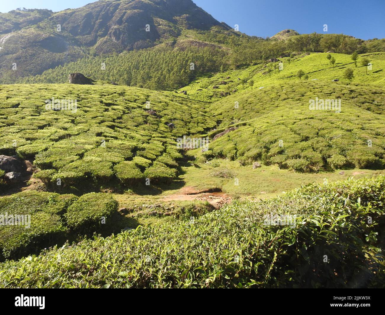Eine schöne Aufnahme der Teeplantage in Munnar, Kerala Stockfoto
