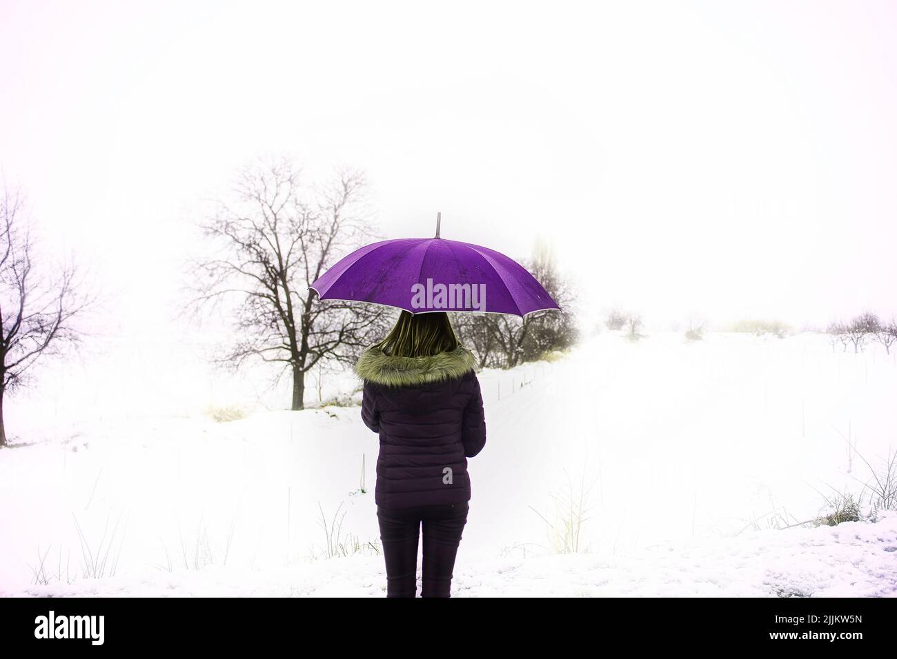Eine Rückansicht eines Weibchens mit einem violetten Regenschirm auf einem verschneiten Feld Stockfoto