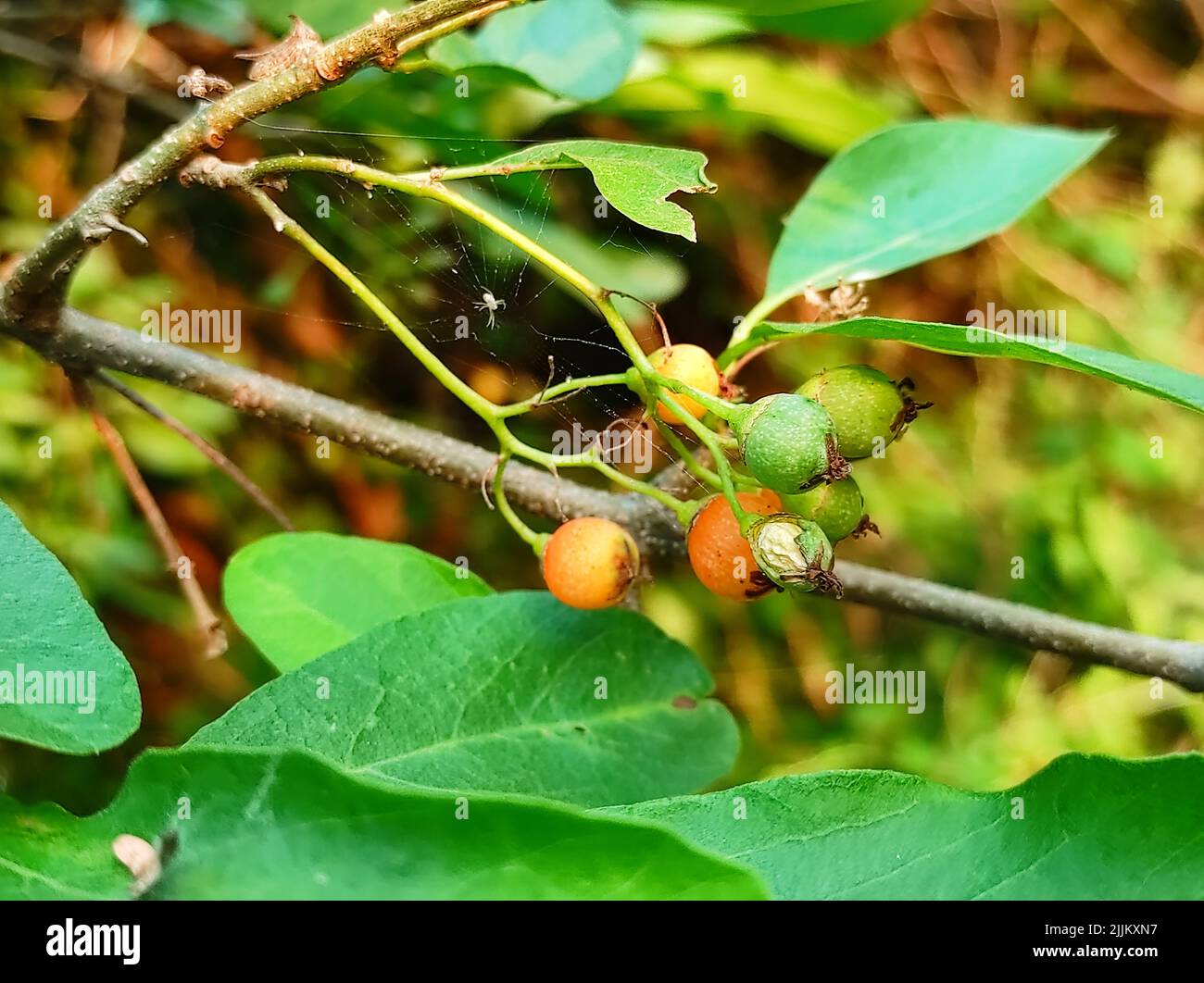 Gewöhnlicher Name Lasora, Gunda, Bahuar, Bahuka, Indische Kirsche, Clammy Cherry, Duftender Manjack, Cordia Dichotoma, Stockfoto