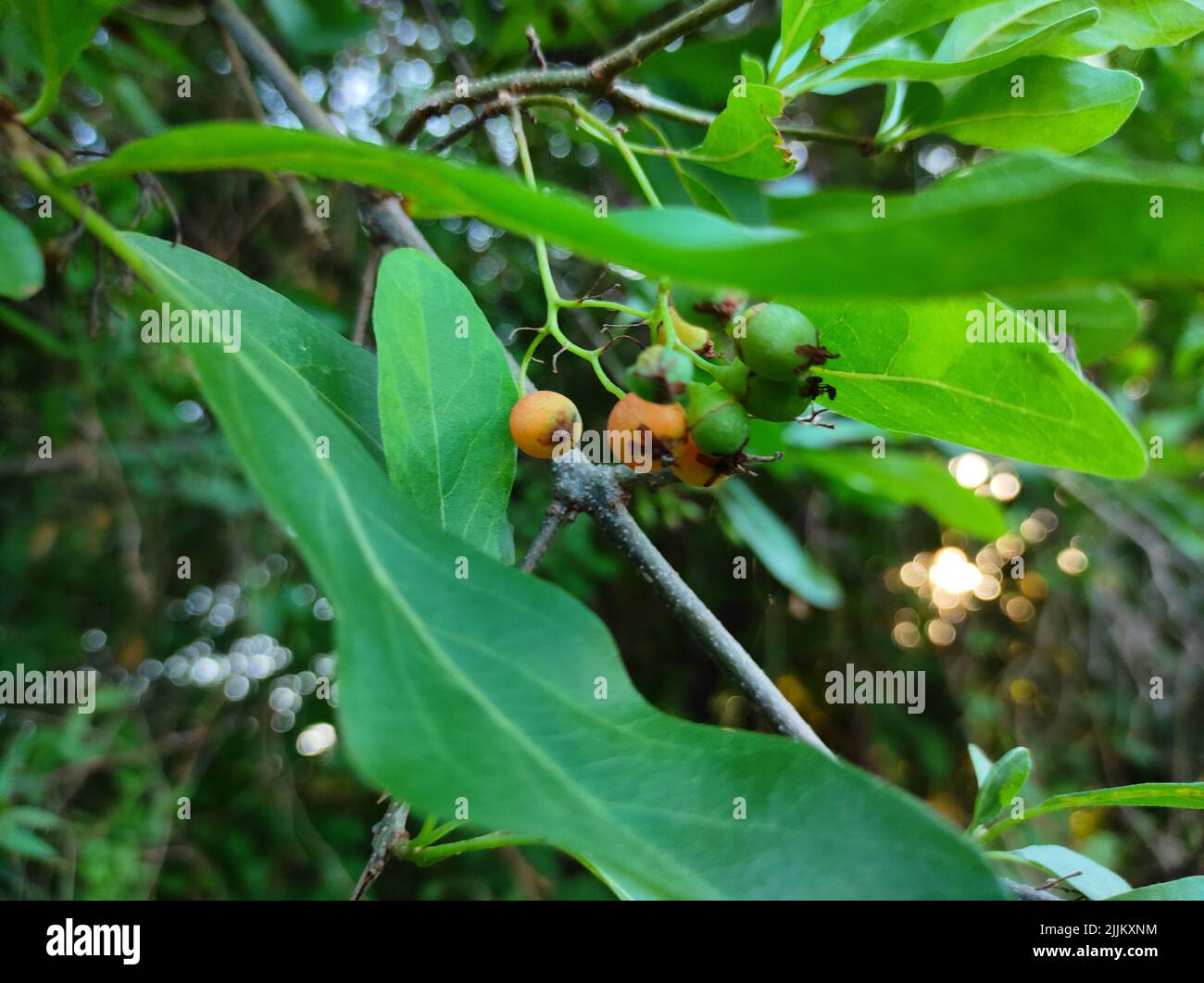 Gewöhnlicher Name Lasora, Gunda, Bahuar, Bahuka, Indische Kirsche, Clammy Cherry, Duftender Manjack, Cordia Dichotoma, Stockfoto