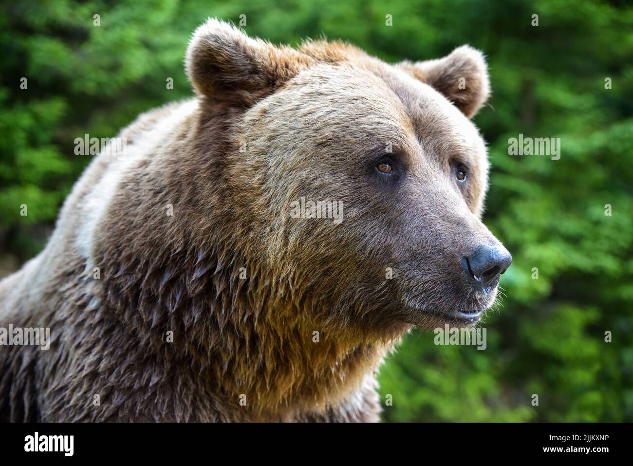 Brauner Bär Porträt. Seitenansicht des Bären. Stockfoto
