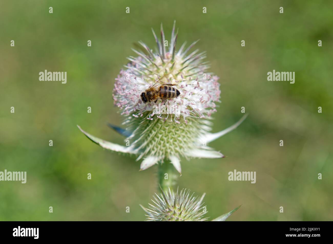 Eine Biene sitzt auf einer Blume aus einem wilden Teelöffel, Dispacus fullonum. Nahaufnahme. Stockfoto