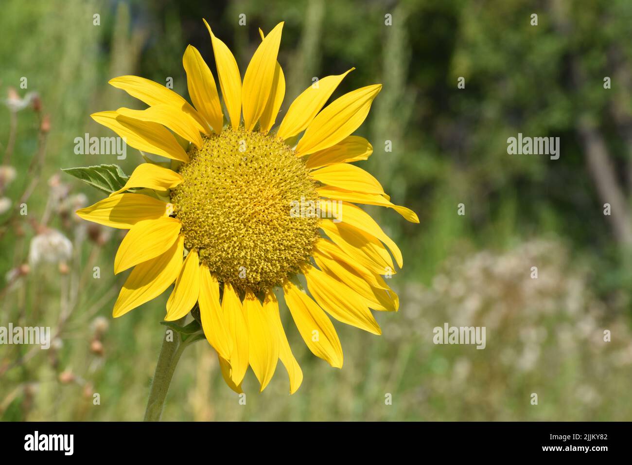 Einzelne Sonnenblume in voller Blüte mit grüner Vegetation im Hintergrund Stockfoto