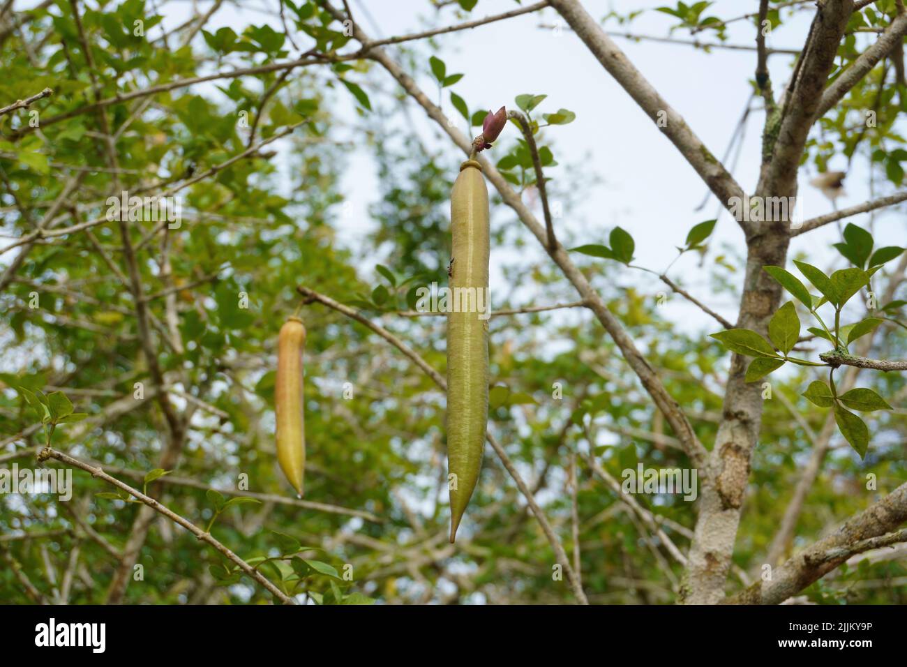 Der Kerzenbaum botanischer Name: Parmentier cereifera Familie: Bignoniaceae Stockfoto