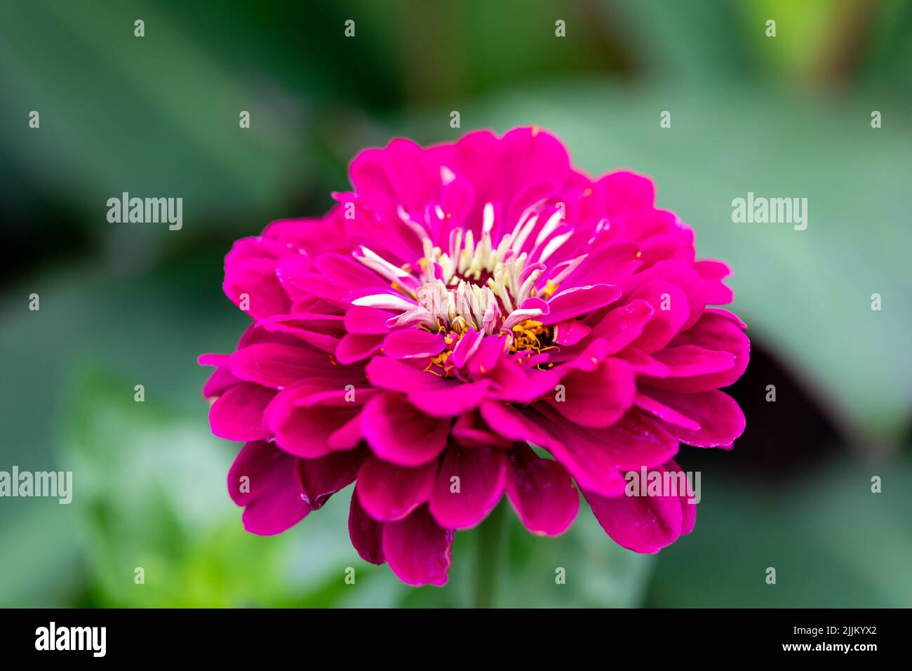 Zinnia elegans, Gemeine Zinnia purpurne Blume aus der Nähe, Großbritannien Stockfoto