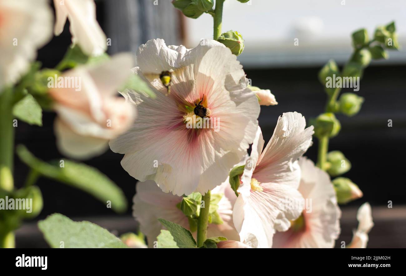 Rosafarbene Blüten der Hibiscus moscheutos-Pflanze aus nächster Nähe. Hibiscus moscheutos, Sumpfhibiskus, rosémalcher Hibiskus Stockfoto