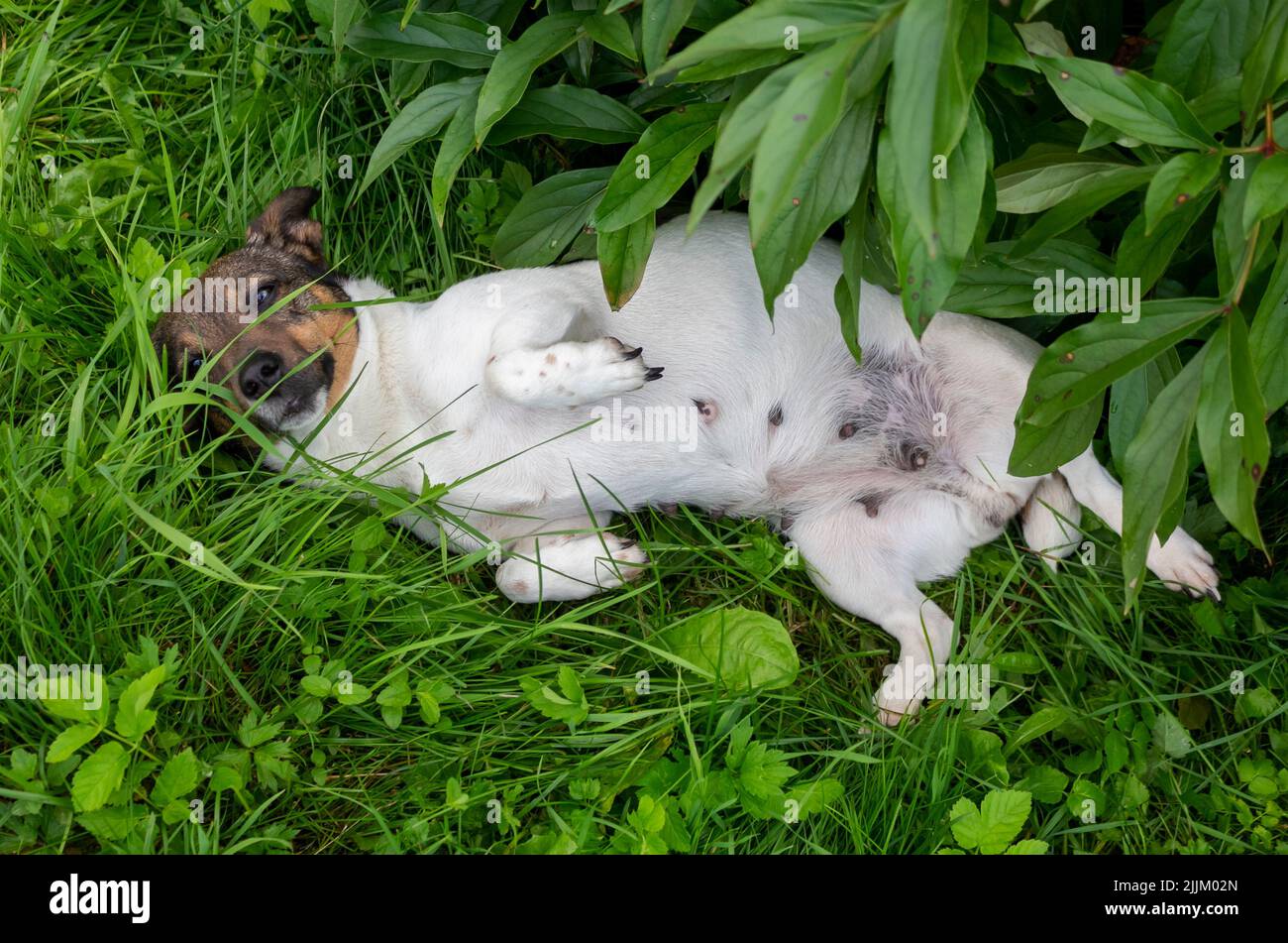 Jack Russell Terrier sonnt sich im grünen Gras. Der Hund liegt auf dem Kopf Stockfoto